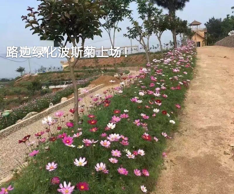 波斯菊种子混色绿化专用，花色多种，可绿化，护坡