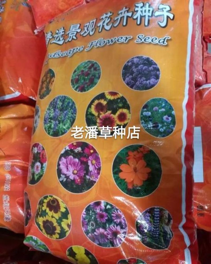 波斯菊种子混色绿化专用，花色多种，可绿化，护坡