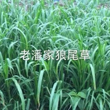 狼尾草种子，多穗多叶高产牧草，养牛牛羊猪优良品种