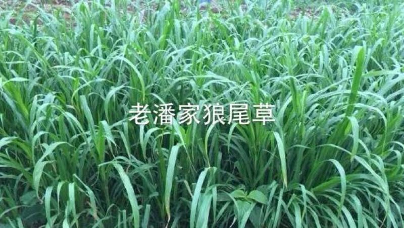 狼尾草种子，多穗多叶高产牧草，养牛牛羊猪优良品种