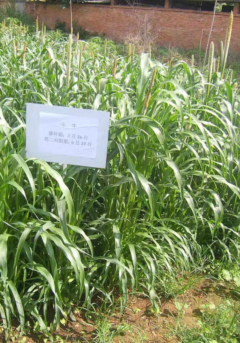 狼尾草种子，多穗多叶高产牧草，养牛牛羊猪优良品种