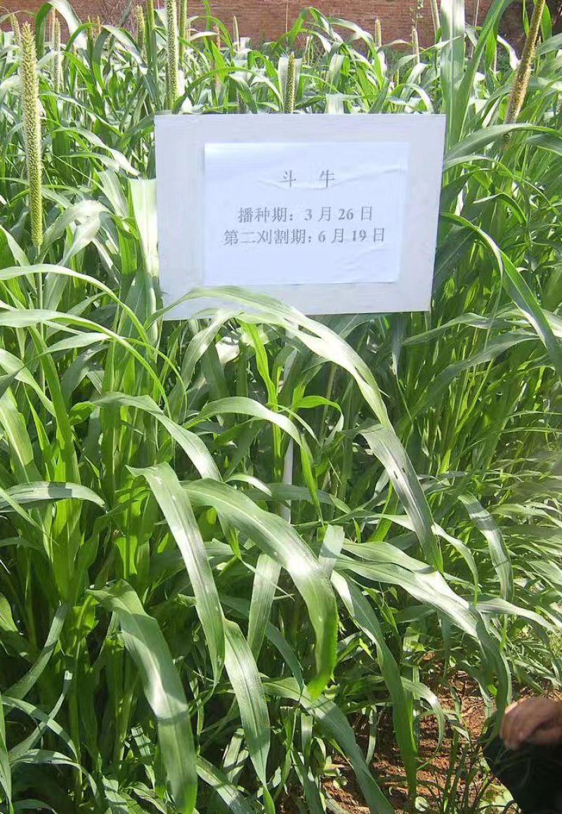 狼尾草种子，多穗多叶高产牧草，养牛牛羊猪优良品种