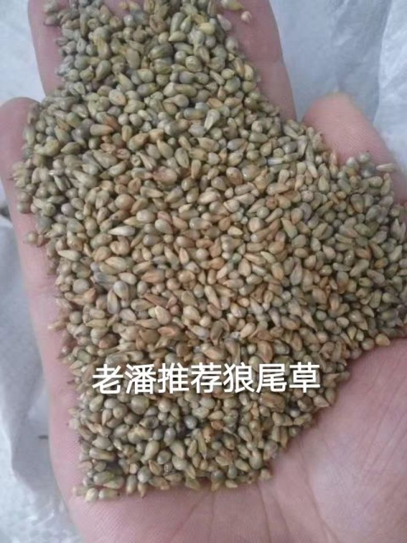 狼尾草种子，多穗多叶高产牧草，养牛牛羊猪优良品种