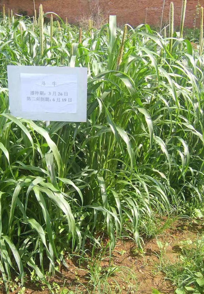 狼尾草种子，多穗多叶高产牧草，养牛牛羊猪优良品种