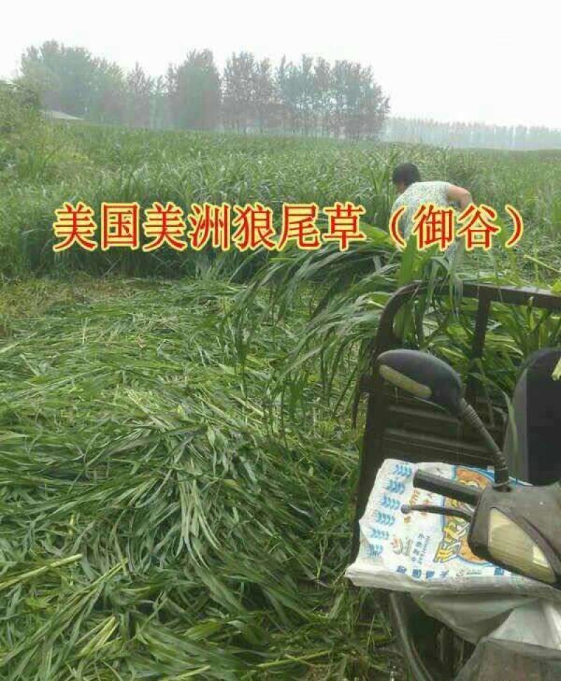 狼尾草种子，多穗多叶高产牧草，养牛牛羊猪优良品种