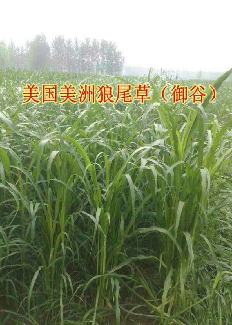 狼尾草种子，多穗多叶高产牧草，养牛牛羊猪优良品种