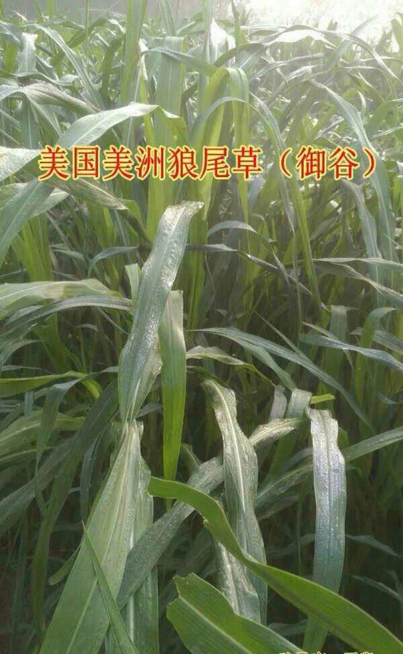 狼尾草种子，多穗多叶高产牧草，养牛牛羊猪优良品种
