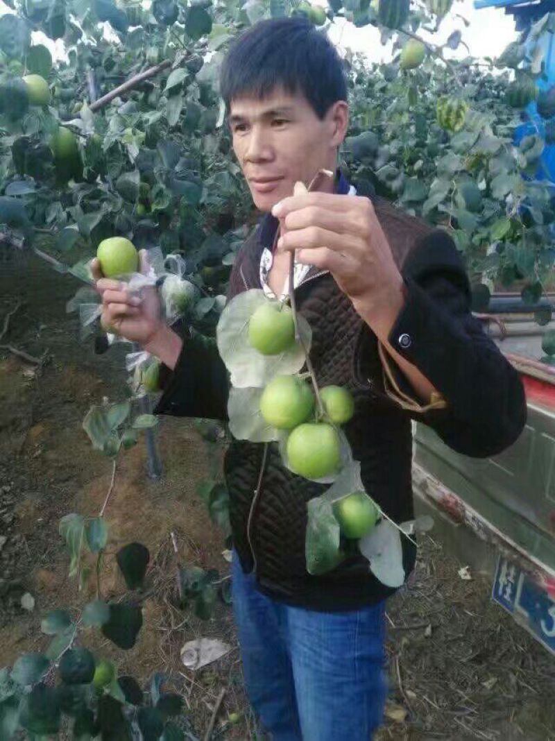 枣树苗50~80cm