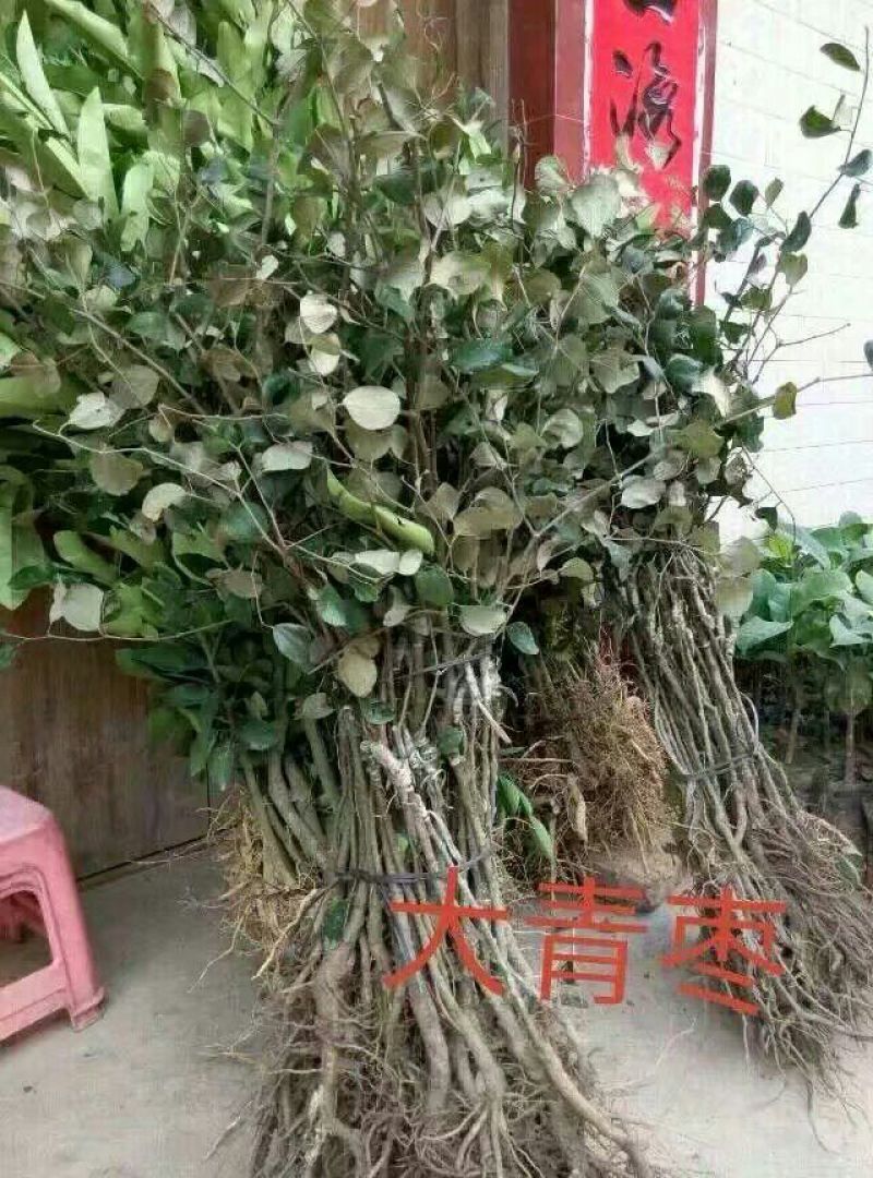 枣树苗50~80cm