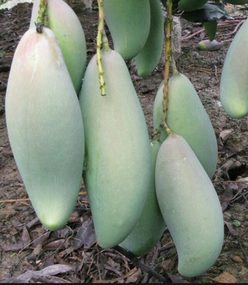 芒果苗1m以下