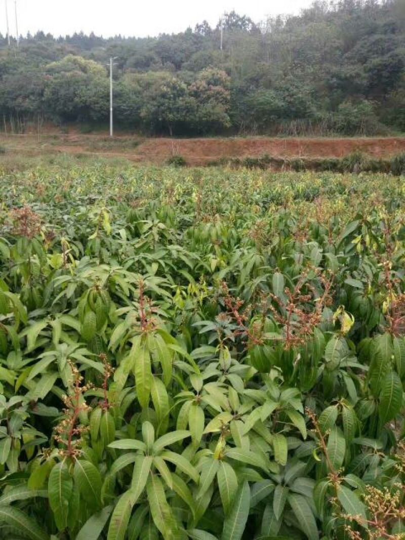 芒果苗1m以下