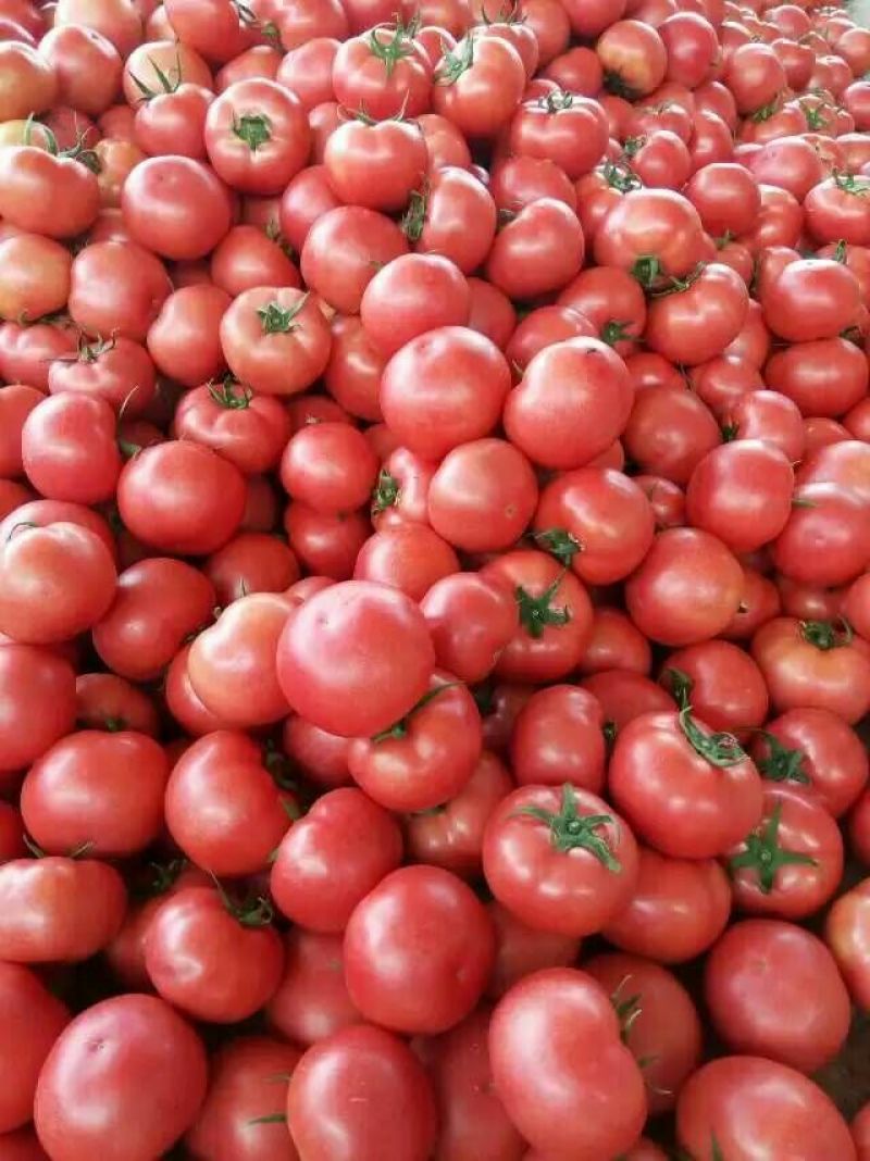 硬粉西红柿精品硬粉弧二以上