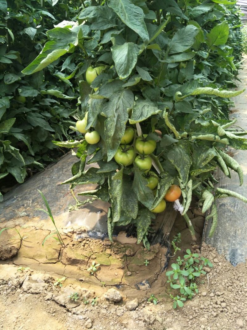 硬粉西红柿精品硬粉弧二以上