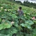 莲蓬