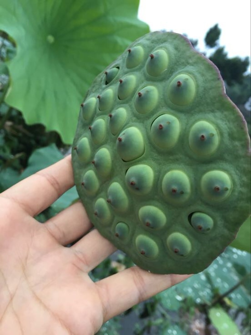 莲蓬