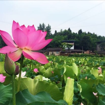 莲蓬