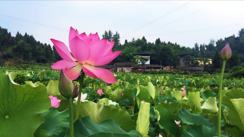 莲蓬