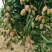 百色芒果，小台农，大台农，贵妃芒，金煌芒，桂七，