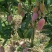百色芒果，小台农，大台农，贵妃芒，金煌芒，桂七，