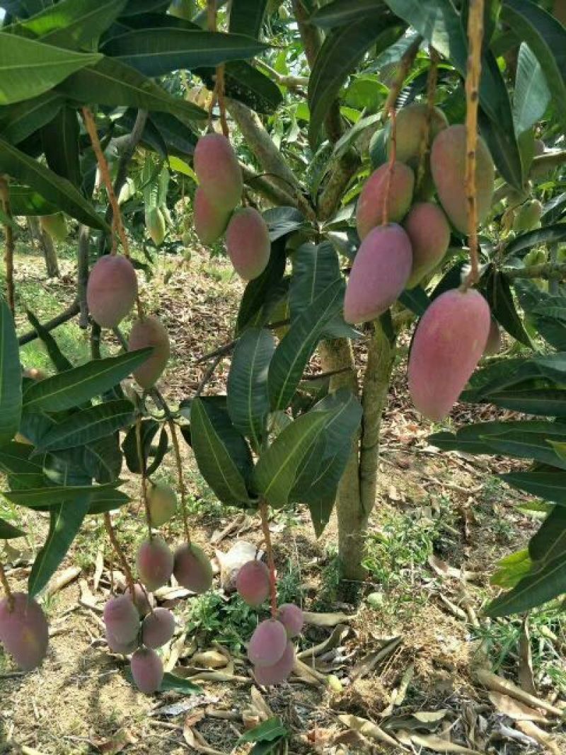 百色芒果，小台农，大台农，贵妃芒，金煌芒，桂七，