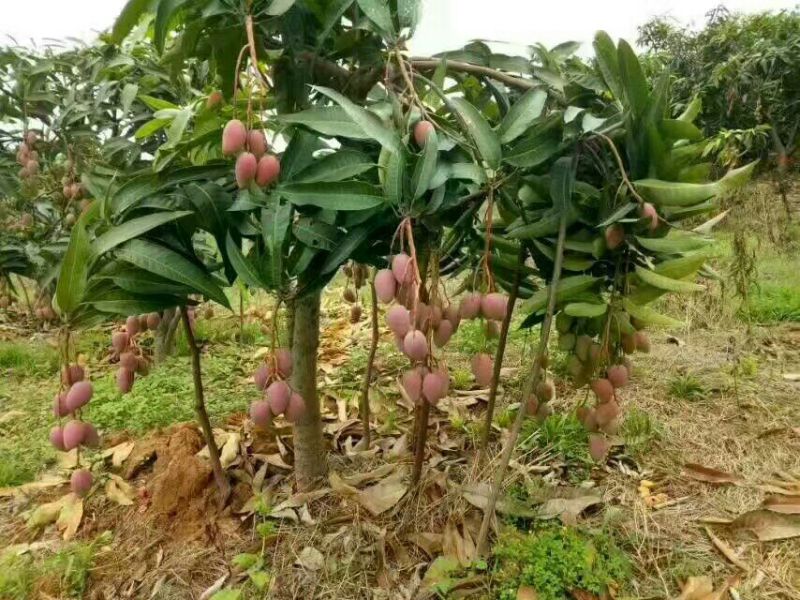 百色芒果，小台农，大台农，贵妃芒，金煌芒，桂七，