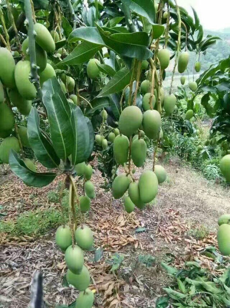 百色芒果，小台农，大台农，贵妃芒，金煌芒，桂七，