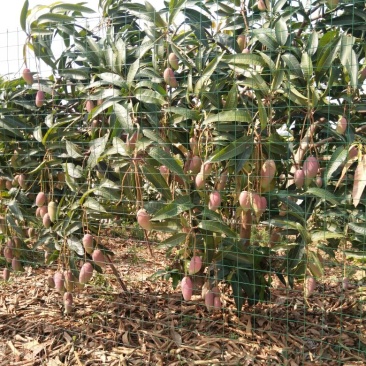 百色芒果，小台农，大台农，贵妃芒，金煌芒，桂七，