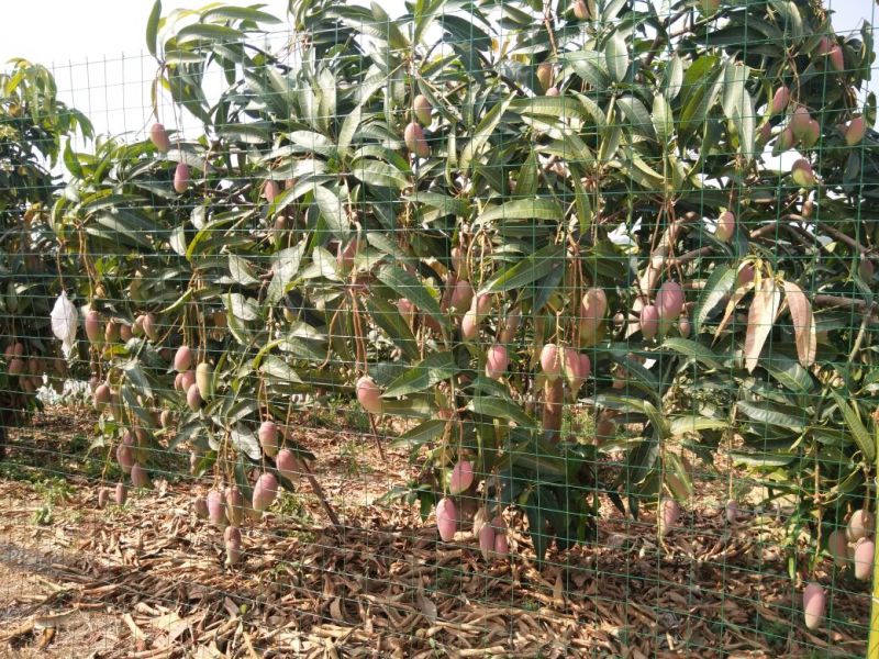 百色芒果，小台农，大台农，贵妃芒，金煌芒，桂七，