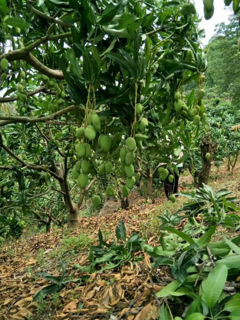 百色芒果，小台农，大台农，贵妃芒，金煌芒，桂七，