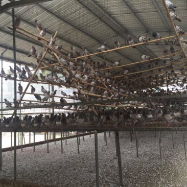 中鸽450克一550克，体现圆润双胸，有灰有白