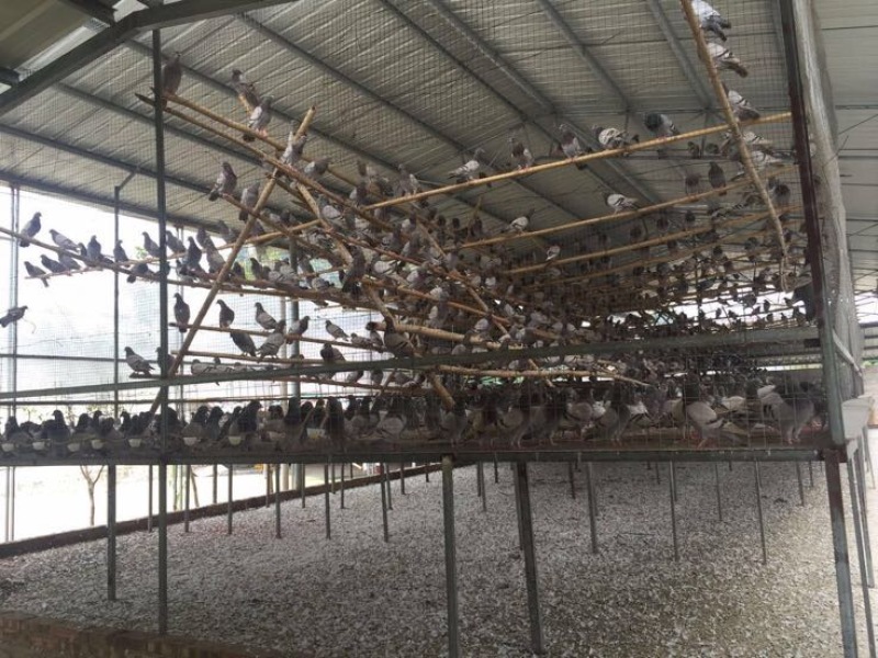 中鸽450克一550克，体现圆润双胸，有灰有白