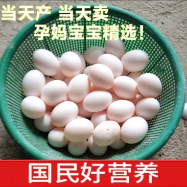 新鲜鸽子蛋适合小孩子孕妇美容养颜