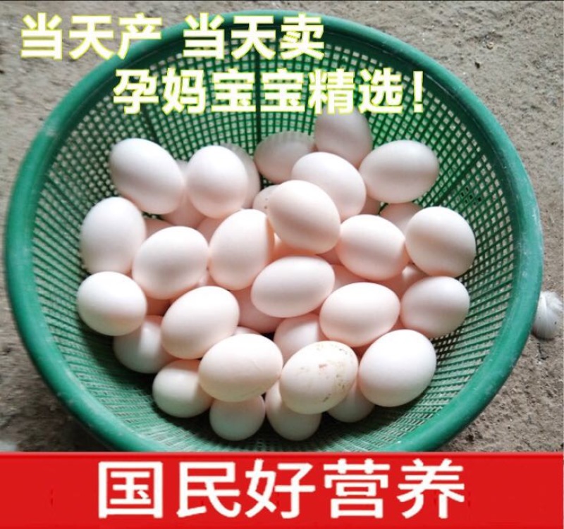 新鲜鸽子蛋适合小孩子孕妇美容养颜