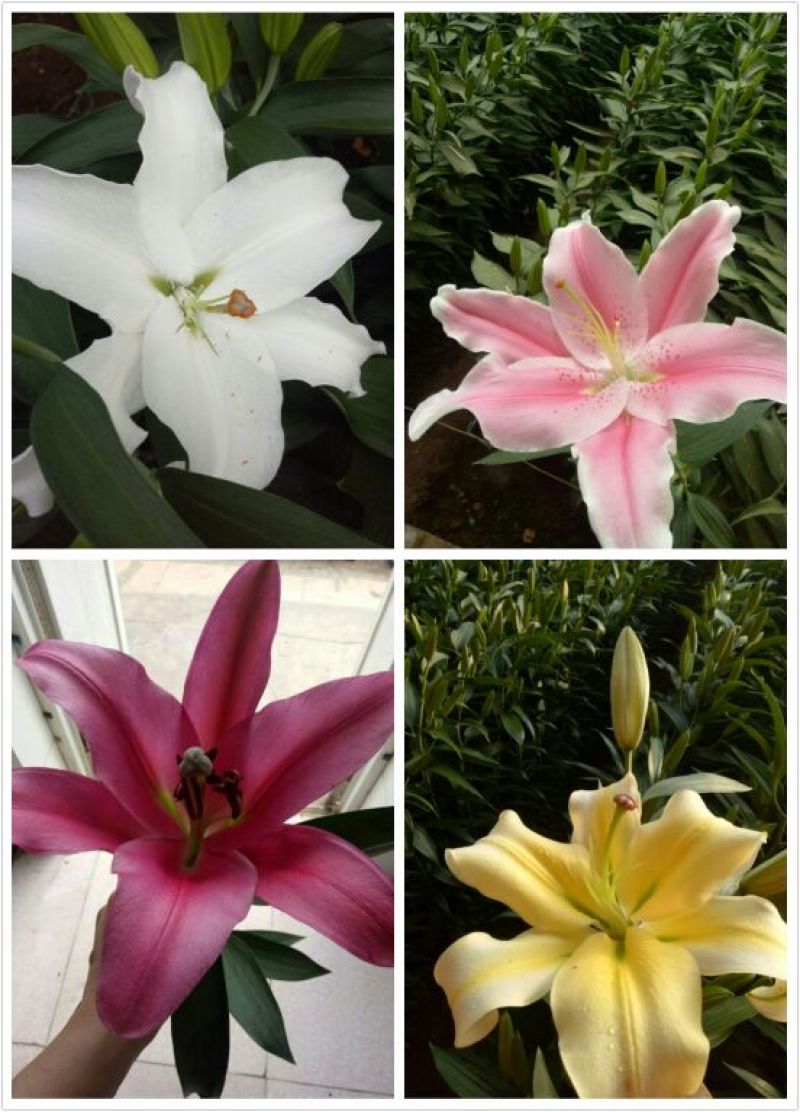 荷兰百合3~4凌源鲜花批发