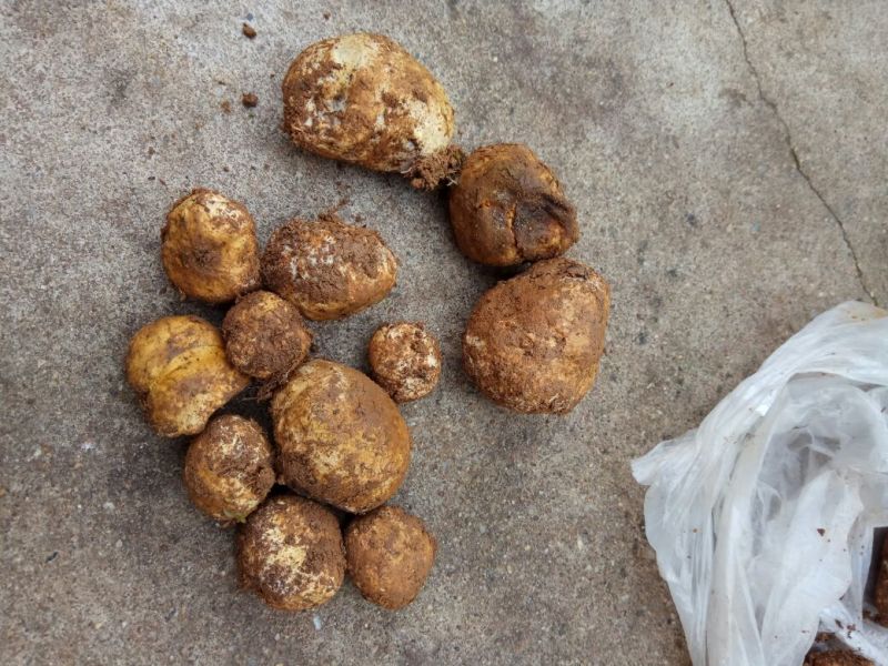 马勃