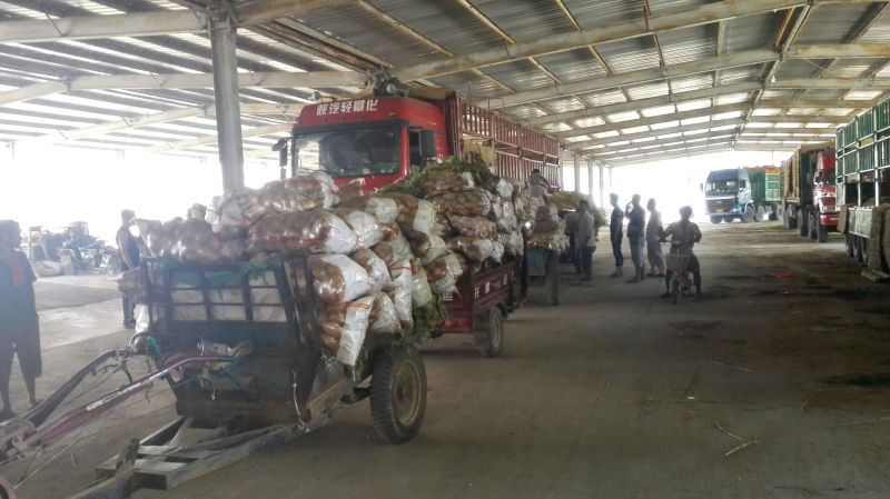 荷兰十五土豆通货大量供应全国发货欢迎洽谈