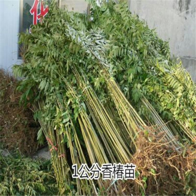 香椿苗80cm以上大棚