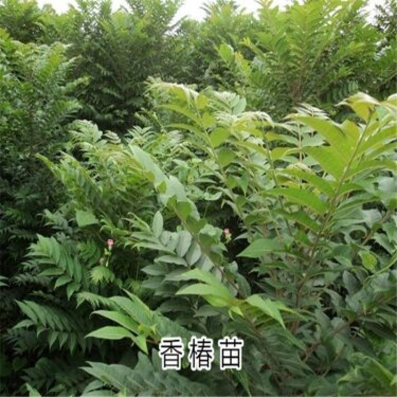 香椿苗80cm以上大棚
