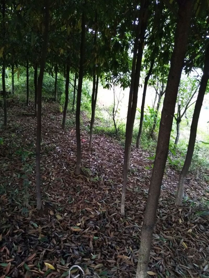 楠木3.5~4m4~6cm