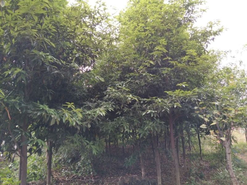 楠木3.5~4m4~6cm