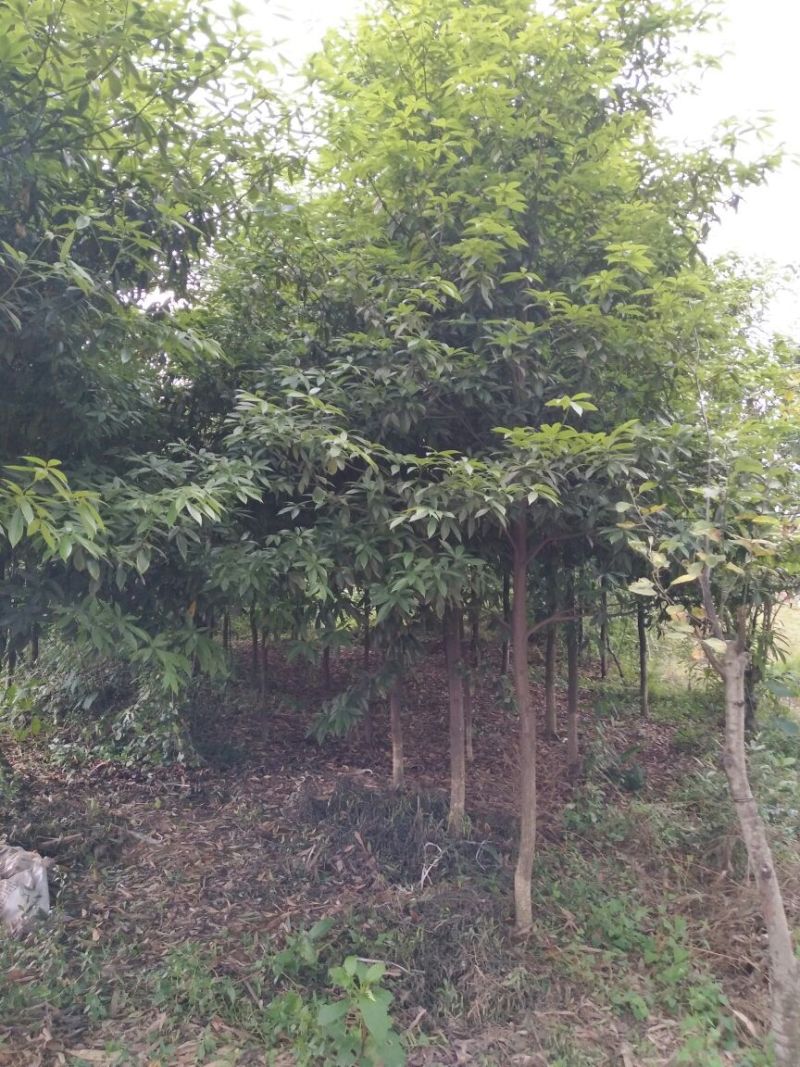 楠木3.5~4m4~6cm
