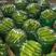 鸿盛果蔬种植专业合作社黄瓜干花带刺18公分以下