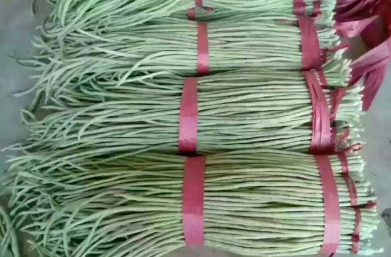 长豆角70厘米以上，质量保证，大量供货
