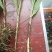 三叉白芨种苗40~50cm农村有土地想致富种中药材