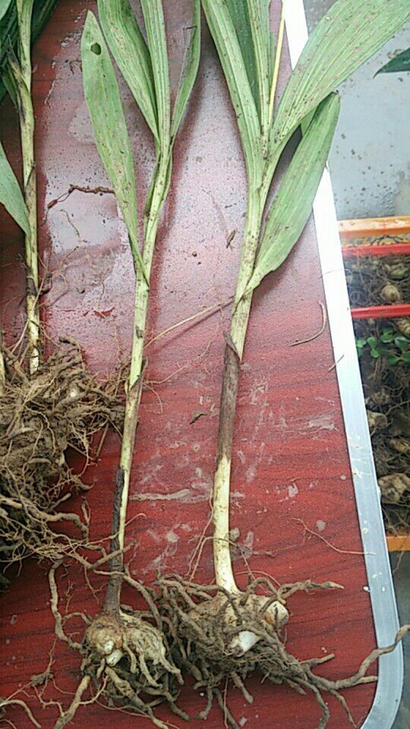 三叉白芨种苗40~50cm农村有土地想致富种中药材