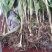 三叉白芨种苗40~50cm农村有土地想致富种中药材