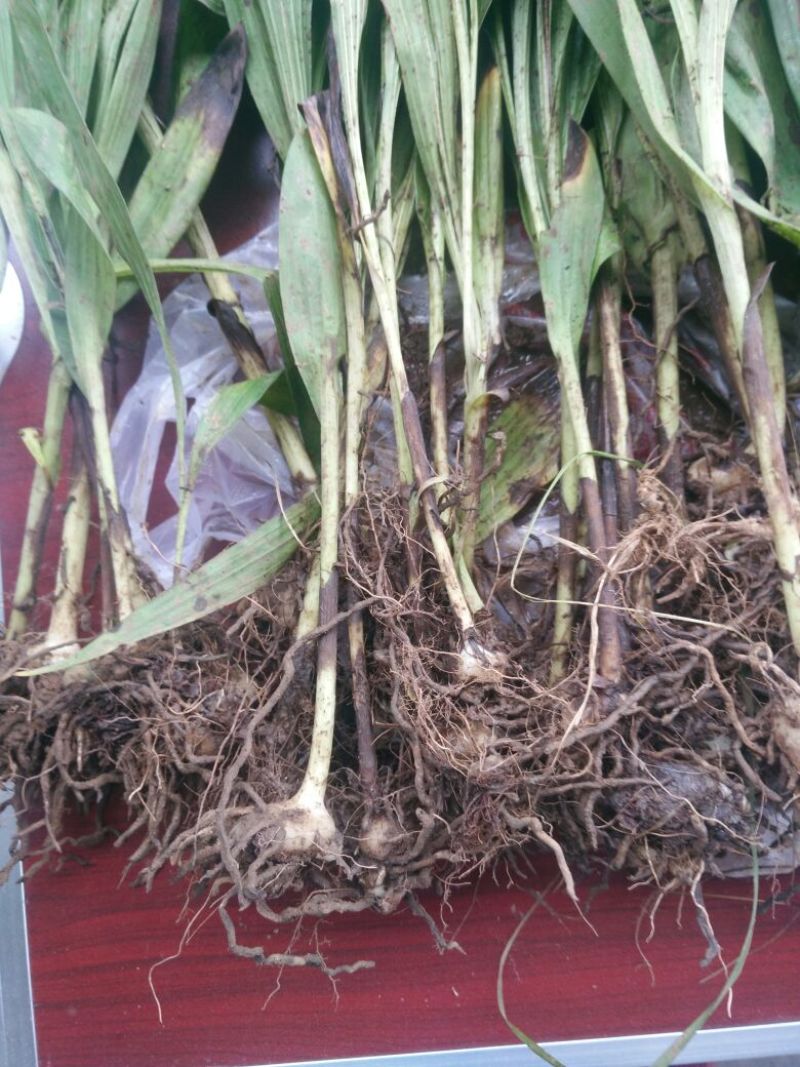 三叉白芨种苗40~50cm农村有土地想致富种中药材