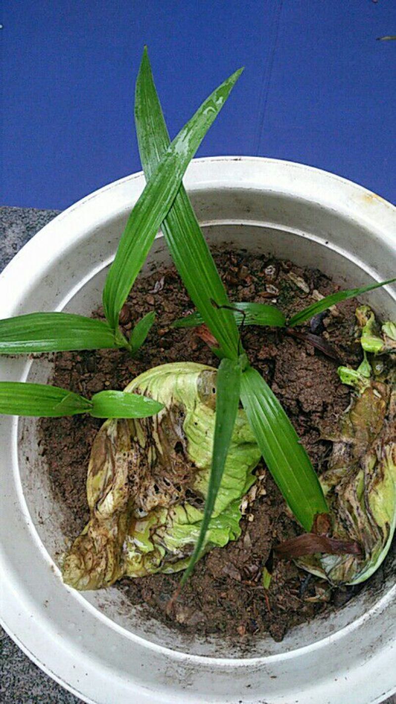 三叉白芨种苗40~50cm农村有土地想致富种中药材