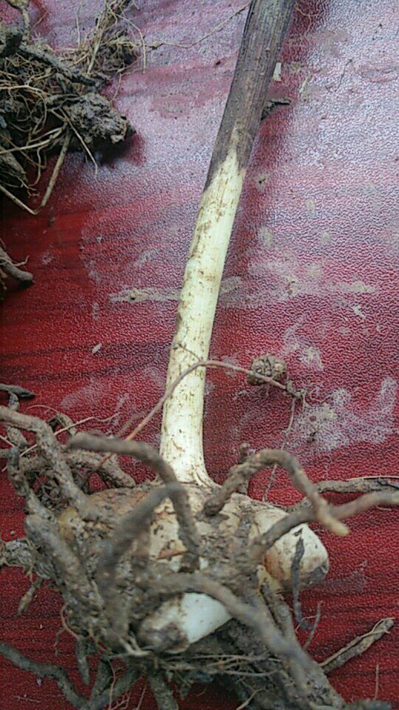 三叉白芨种苗40~50cm农村有土地想致富种中药材