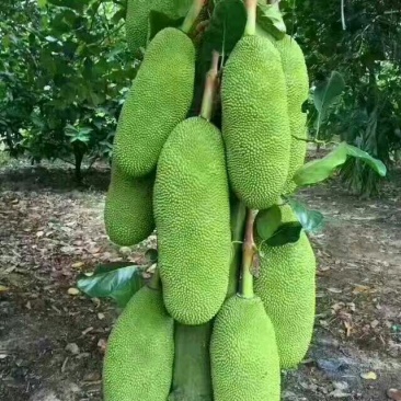 菠萝蜜